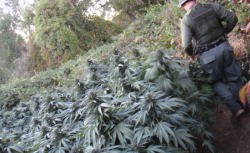 A member of the eradication team on foot in the woods near Redding, Calif. (Photo by Justin Scheck)